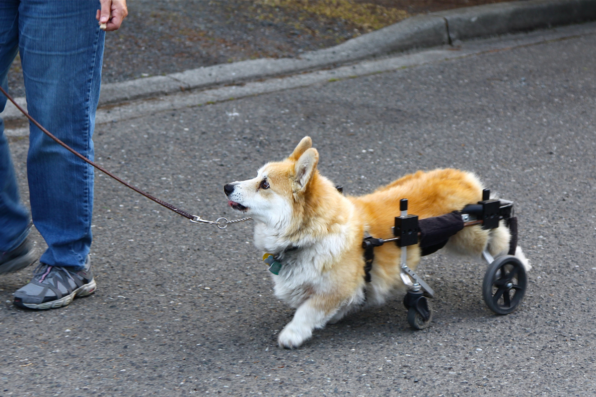 How to Measure Your Dog for the Right Fit