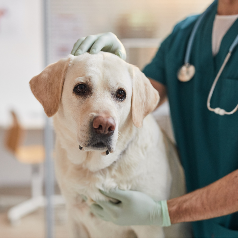 The Stages of IVDD in Dogs: Understanding Your Dog’s Diagnosis, Together