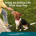 Adjustable Dog Knee Brace – Joint Support for Recovery, Stability & Daily Use