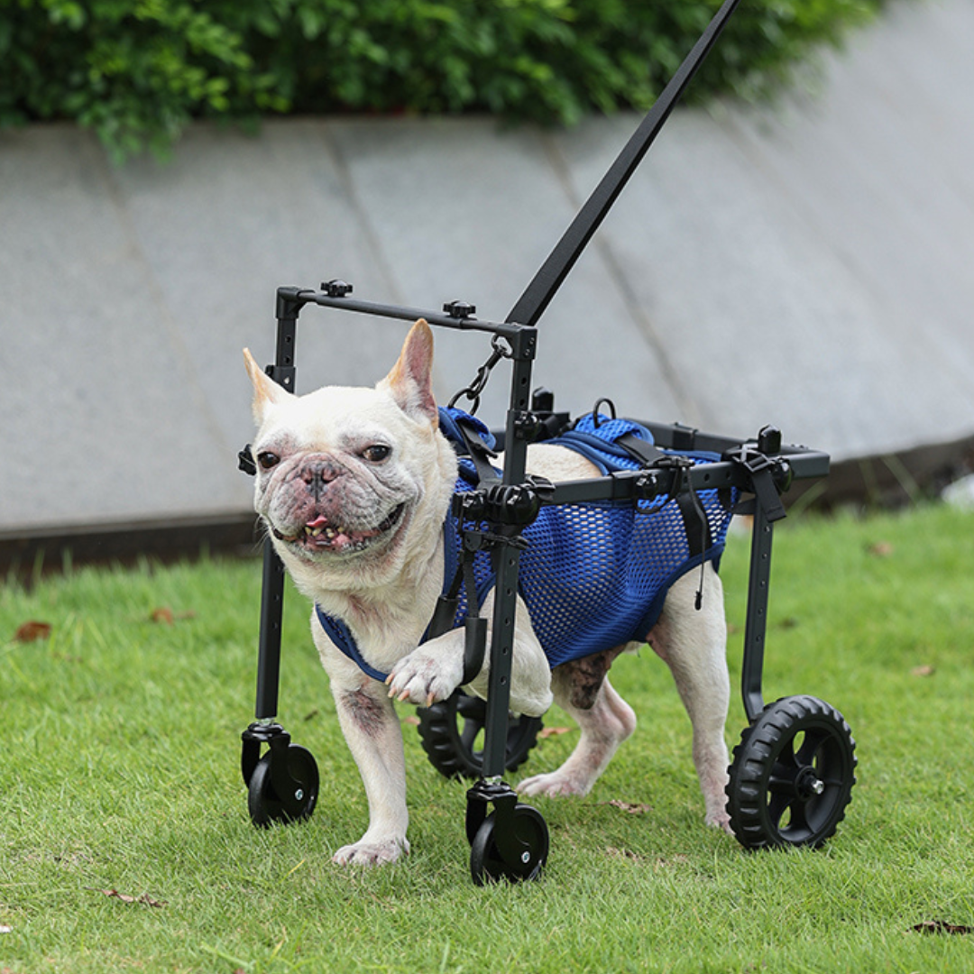 Dog Wheelchair for Small & Medium Dogs – Adjustable Rear & Full Body Support