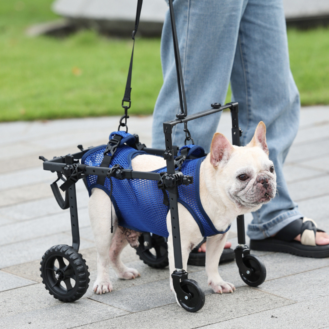 Dog Wheelchair for Small & Medium Dogs – Adjustable Rear & Full Body Support
