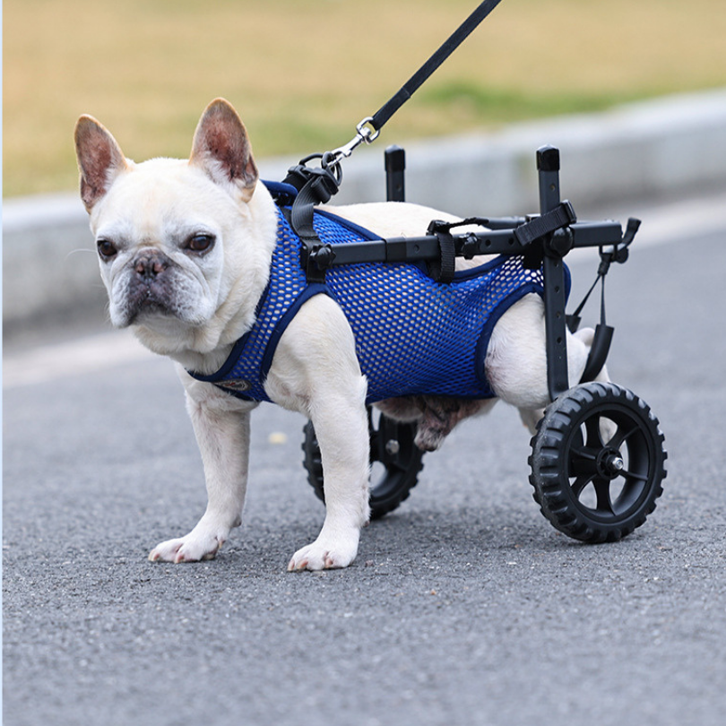 Dog Wheelchair | Full-Body Support