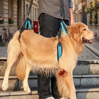 Full-Body Harness | Mobility Aid