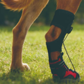 Anti-Knuckling Support Boot for Dogs