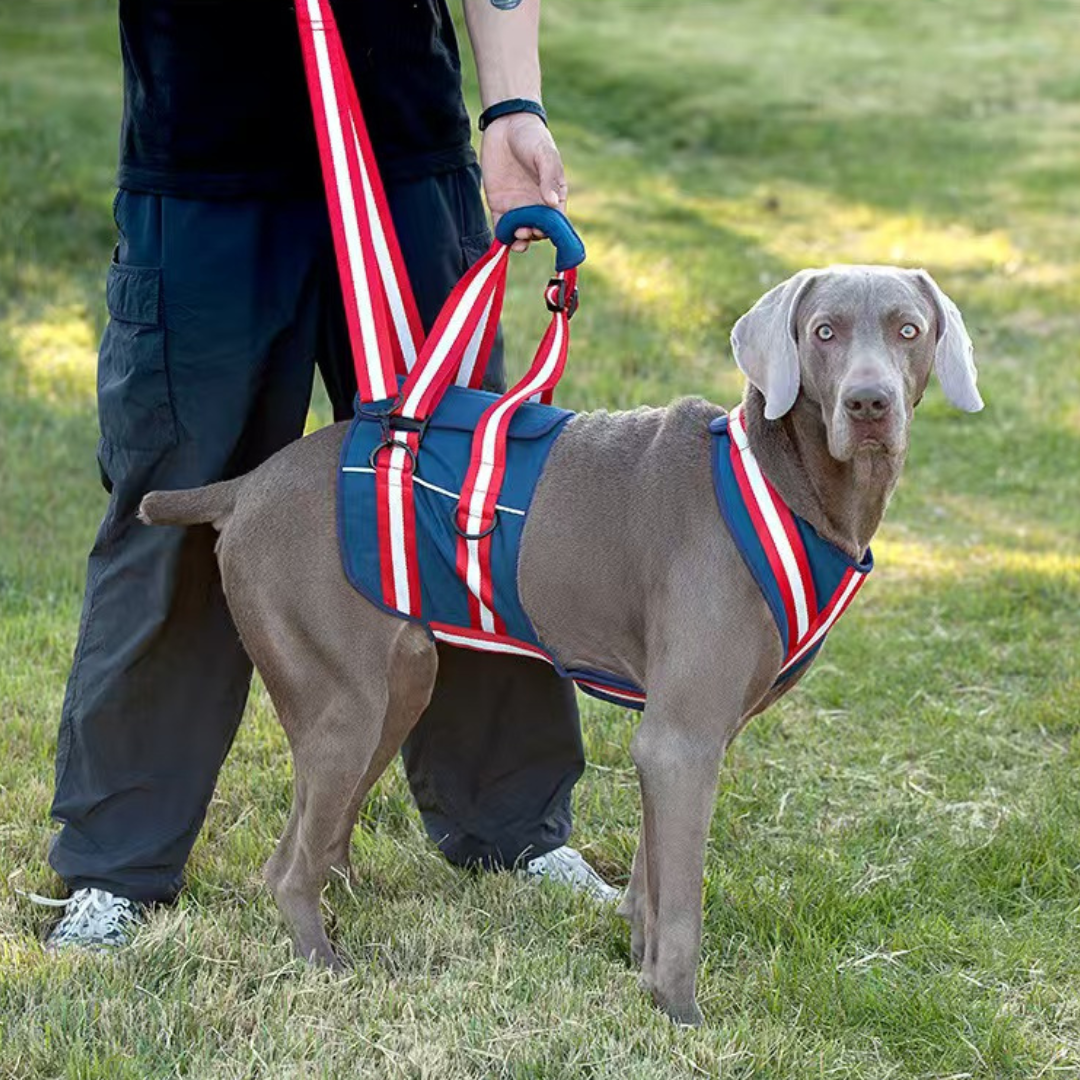 Dog Rear Support Harness for Mobility Assistance