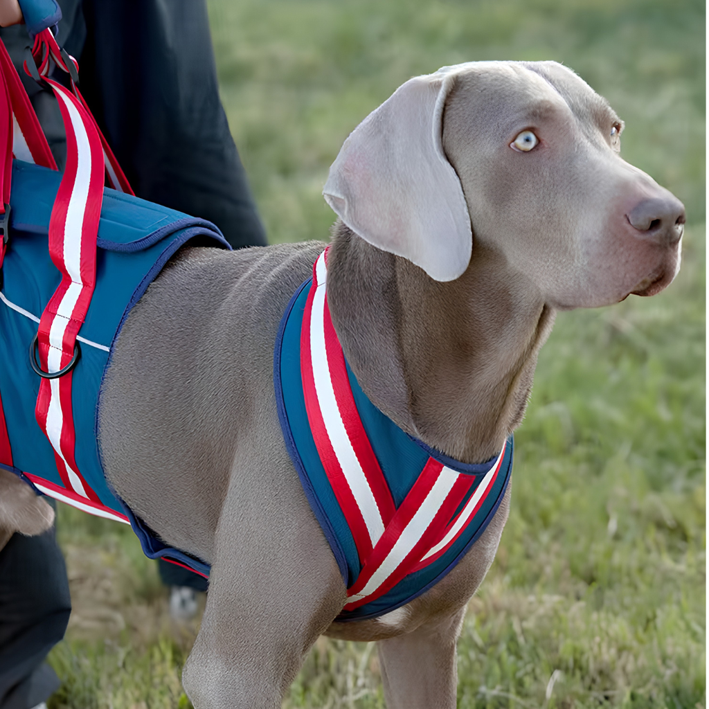 Dog Rear Support Harness for Mobility Assistance