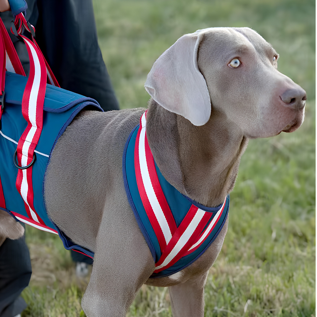 Dog Rear Support Harness for Mobility Assistance