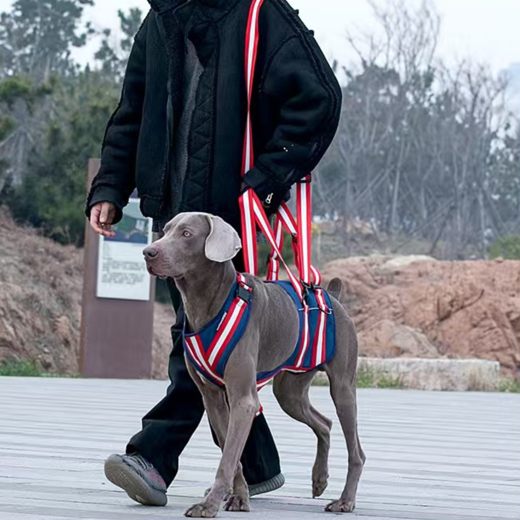 Dog Rear Support Harness for Mobility Assistance