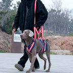Dog Rear Support Harness for Mobility Assistance