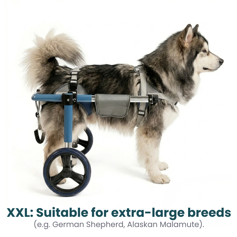 All-Sizes Dog Wheelchair: Adjustable for Full Body Support