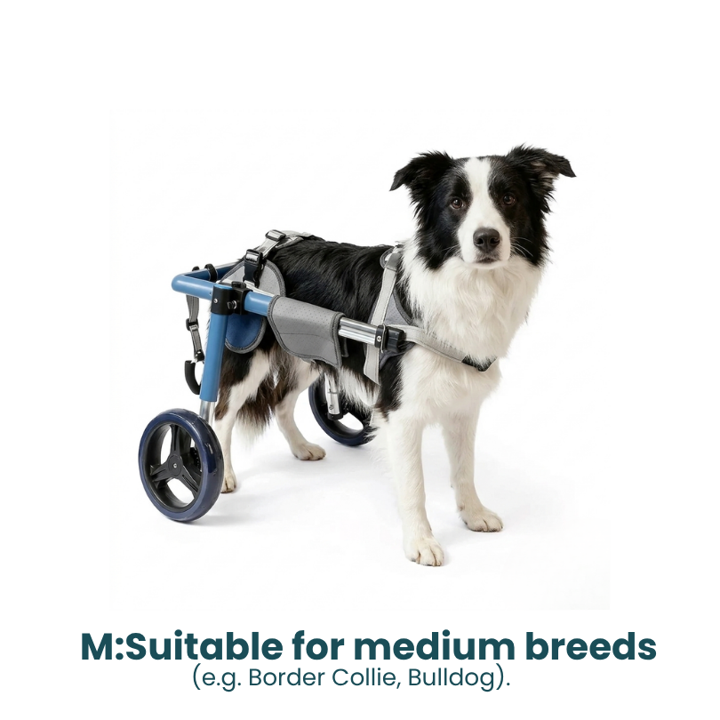 All-Sizes Dog Wheelchair: Adjustable for Full Body Support