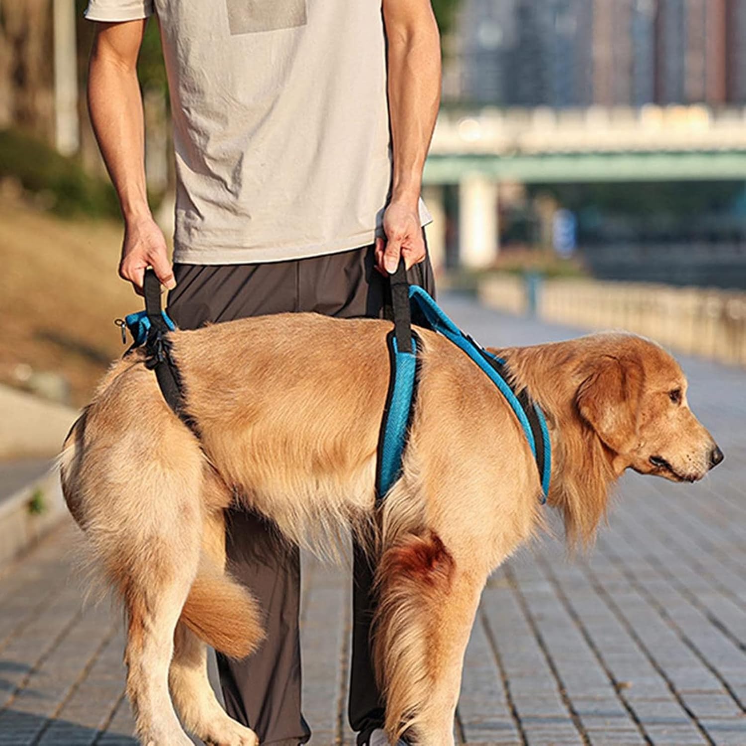 Full-Body Support Harness for Dogs