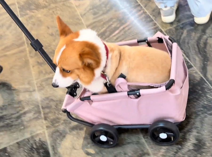 Senior dog resting in a stroller outdoors